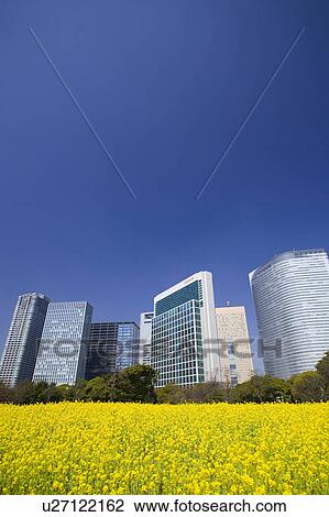 Stock Image - Shiodome high-rise buildings. Fotosearch