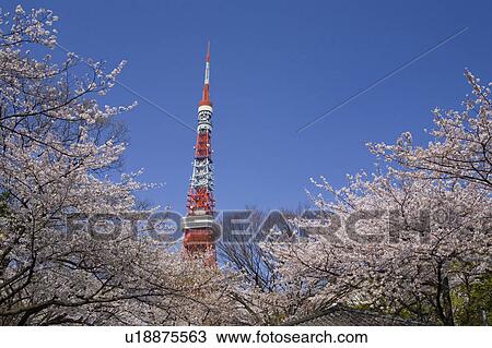 Tokyo Tower View Large Photo Image Stock Image - Tokyo Tower. Fotosearch