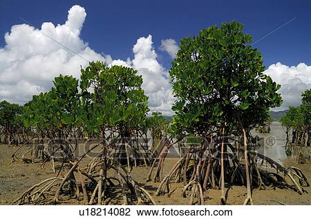 Stock Image - Mangrove. Fotosearch