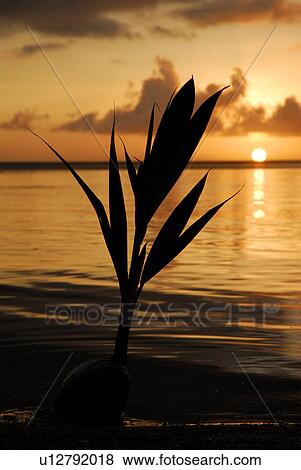 Palm tree View Large Photo Image Stock Photo - Palm tree. Fotosearch