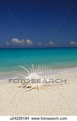 Shell View Large Photo Image Picture - Shell. Fotosearch