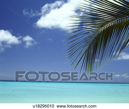Stock Image - Tropical. Fotosearch