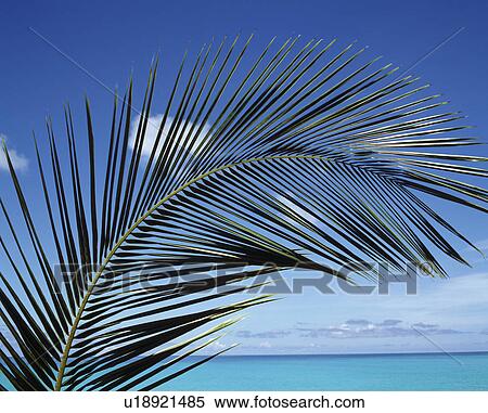 Stock Photography - Tropical. Fotosearch