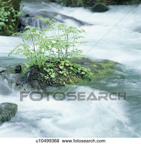 "Rapid River, Aomori, Japan" View Large Photo Image Stock Photo - "Rapid River, Aomori, Japan". Fotosearch