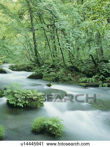 Stock Image - "River and Woods, Aomori, Japan". Fotosearch
