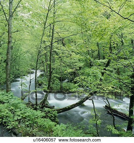 Stock Photo - "River and Woods, Aomori, Japan". Fotosearch