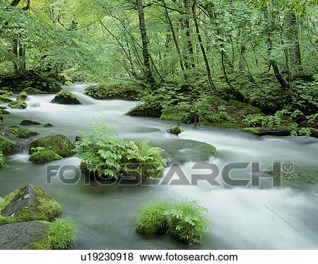 Stock Photo - "River and Woods, Aomori, Japan". Fotosearch