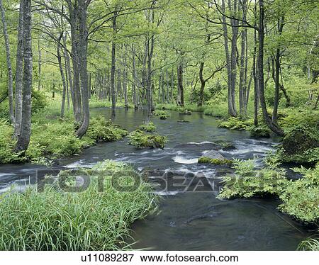 "River and Woods, Fukushima, Japan" View Large Photo Image Stock Photo - "River and Woods, Fukushima, Japan". Fotosearch