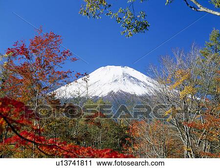 "Mt. Fuji And Autumn Leaves, Yamanashi, Japan" View Large Photo Image Stock Image - "Mt. Fuji And Autumn Leaves, Yamanashi, Japan". Fotosearch