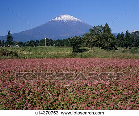 Stock Image - "Mt. Fuji And Buckwheat Field, Shizuoka, Japan". Fotosearch