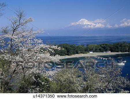 Stock Image - "Mt. Fuji And Cherry Blossoms, Shizuoka, Japan". Fotosearch
