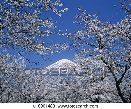 "Mt. Fuji And Cherry Blossoms, Shizuoka, Japan" View Large Photo Image Stock Image - "Mt. Fuji And Cherry Blossoms, Shizuoka, Japan". Fotosearch