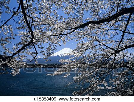 Stock Photo - "Mt. Fuji And Cherry Blossoms, Yamanashi, Japan". Fotosearch