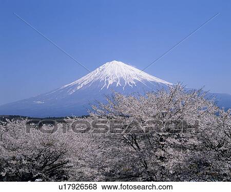 Stock Photo - "Mt. Fuji And Cherry Blossoms, Shizuoka, Japan". Fotosearch