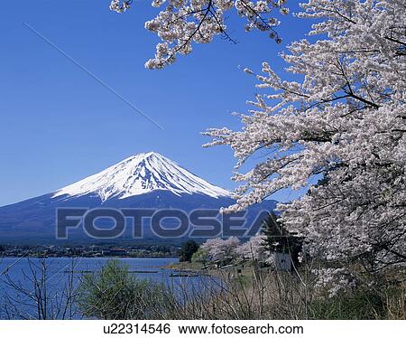 "Mt. Fuji And Cherry Blossoms, Yamanashi, Japan" View Large Photo Image Stock Photograph - "Mt. Fuji And Cherry Blossoms, Yamanashi, Japan". Fotosearch