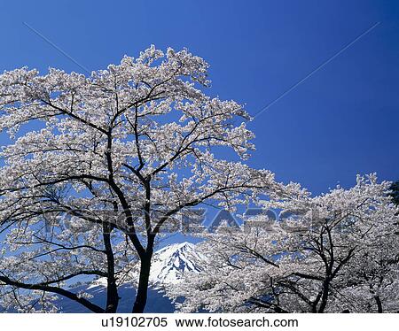 Stock Photography - "Mt. Fuji And Cherry Blossoms, Yamanashi, Japan". Fotosearch