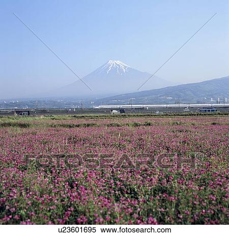 Stock Photography - "Mt. Fuji And Chinese Milk Vetch, Shizuoka, Japan ". Fotosearch
