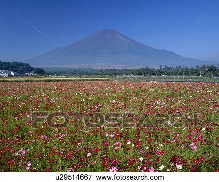 Stock Photo - "Mt. Fuji And Cosmos, Yamanashi, Japan". Fotosearch