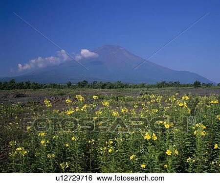 Stock Photograph - "Mt. Fuji And Evening Primrose, Yamanashi, Japan". Fotosearch
