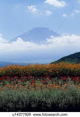Stock Photograph - "Mt. Fuji And Flower, Yamanashi, Japan". Fotosearch