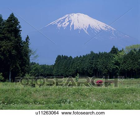 Picture - "Mt. Fuji And Green Field, Shizuoka, Japan". Fotosearch