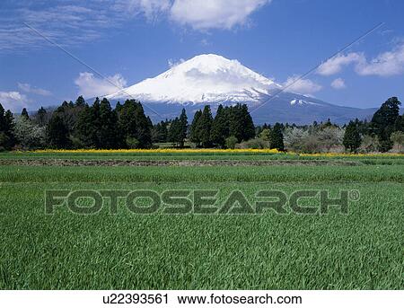 "Mt. Fuji And Green Field, Shizuoka, Japan" View Large Photo Image Stock Image - "Mt. Fuji And Green Field, Shizuoka, Japan". Fotosearch