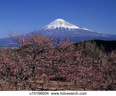 "Mt. Fuji And Japanese Apricot, Shizuoka, Japan" View Large Photo Image Picture - "Mt. Fuji And Japanese Apricot, Shizuoka, Japan". Fotosearch
