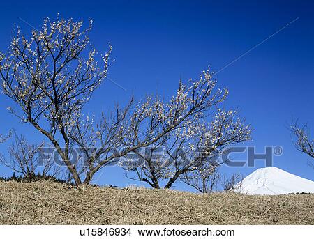 "Mt. Fuji And Japanese Apricot, Shizuoka, Japan" View Large Photo Image Picture - "Mt. Fuji And Japanese Apricot, Shizuoka, Japan". Fotosearch