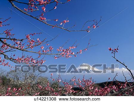 "Mt. Fuji And Japanese Apricot, Shizuoka, Japan" View Large Photo Image Stock Photo - "Mt. Fuji And Japanese Apricot, Shizuoka, Japan". Fotosearch