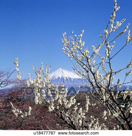 "Mt. Fuji And Japanese Apricot, Shizuoka, Japan" View Large Photo Image Stock Photo - "Mt. Fuji And Japanese Apricot, Shizuoka, Japan". Fotosearch
