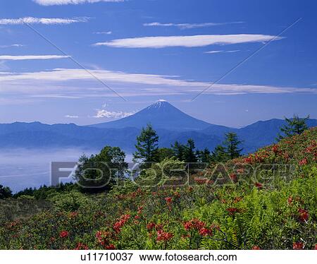Stock Photo - "Mt. Fuji And Japanese Azalea, Yamanashi, Japan". Fotosearch