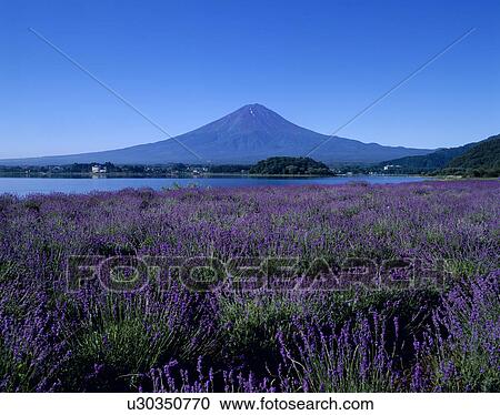 "Mt. Fuji And Lavender, Yamanashi, Japan" View Large Photo Image Stock Image - "Mt. Fuji And Lavender, Yamanashi, Japan". Fotosearch