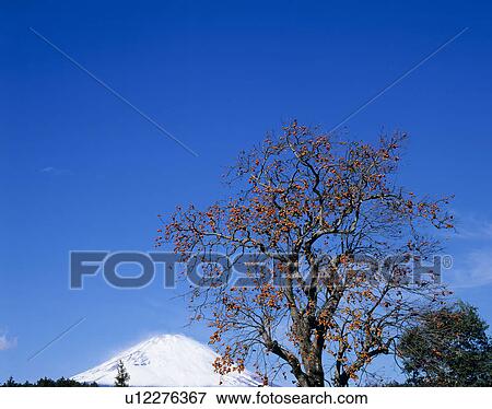 Stock Photo - "Mt. Fuji And Persimmon Tree, Shizuoka, Japan". Fotosearch