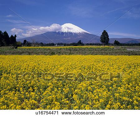 Stock Image - "Mt. Fuji And Rape Blossoms, Shizuoka, Japan". Fotosearch