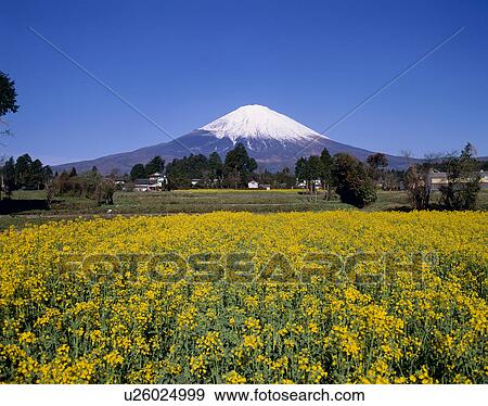 Stock Photo - "Mt. Fuji And Rape Blossoms, Shizuoka, Japan". Fotosearch