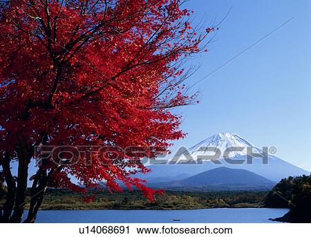 Stock Image - "Mt. Fuji And Red Leaves, Yamanashi, Japan". Fotosearch