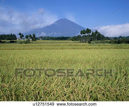 Stock Photo - "Mt. Fuji And Rice Field, Shizuoka, Japan". Fotosearch
