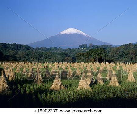 "Mt. Fuji And Rice Field, Shizuoka, Japan" View Large Photo Image Stock Photo - "Mt. Fuji And Rice Field, Shizuoka, Japan". Fotosearch
