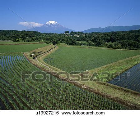 Stock Photograph - "Mt. Fuji And Rice Field, Shizuoka, Japan". Fotosearch