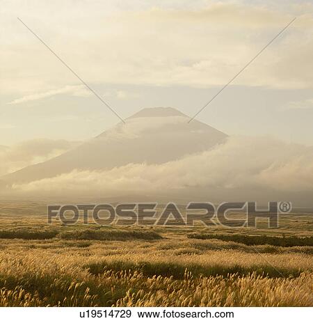 Stock Photo - "Mt. Fuji And Silver Grass, Shizuoka, Japan". Fotosearch