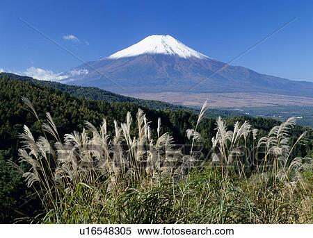 Stock Photography - "Mt. Fuji And Silver Grass, Yamanashi, Japan". Fotosearch