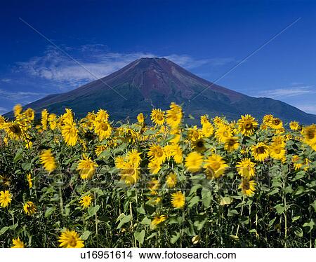Picture - "Mt. Fuji And Sunflower, Yamanashi, Japan". Fotosearch