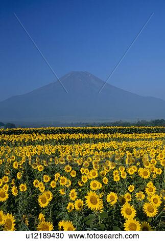 Stock Image - "Mt. Fuji And Sunflower, Yamanashi, Japan". Fotosearch