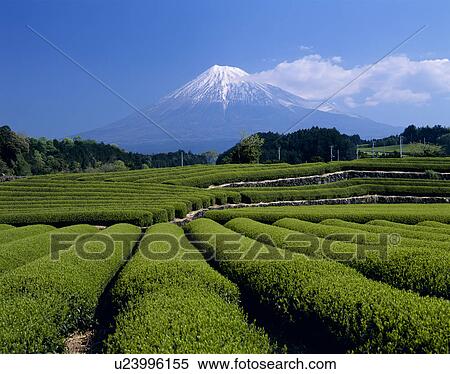 Stock Photography - "Mt. Fuji And Tea Plantation, Shizuoka, Japan". Fotosearch