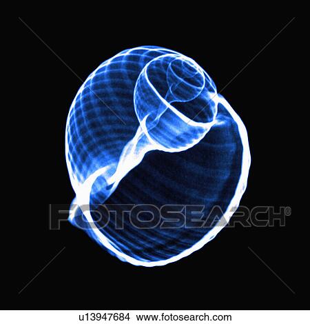 X-ray Image, Shell View Large Photo Image Picture - X-ray Image, Shell. Fotosearch