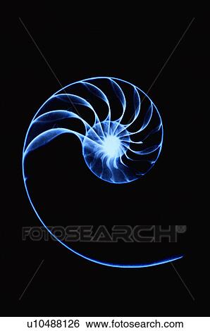 X-ray Image, Shell View Large Photo Image Stock Photograph - X-ray Image, Shell. Fotosearch