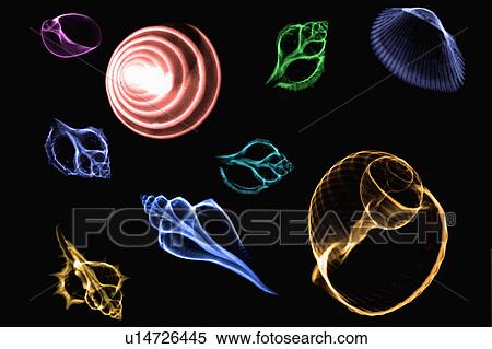 Stock Photography - X-ray Image, Shells. Fotosearch