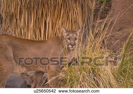 Stock Image - A puma. Fotosearch