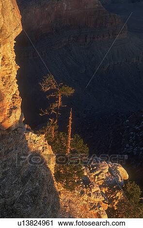 A solitary bush on a rocky hillside View Large Photo Image Stock Image - A solitary bush on a rocky hillside. Fotosearch