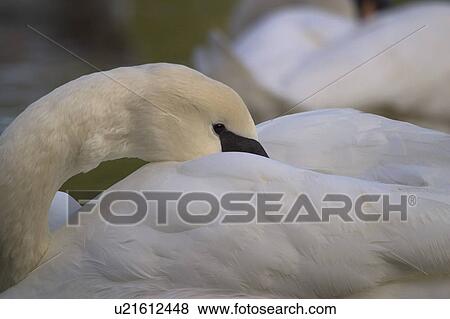 Stock Photo - A swan preening. Fotosearch